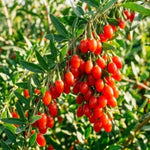Pack 6 Cuttings Goji Berry Plant, 8-10" Unrooted Cutting, Bush Goji Berry Fruit Plant Cutting for Planting Outdoor Garden