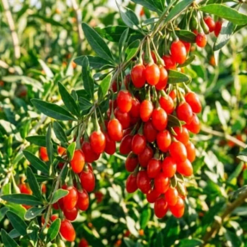 Pack 6 Cuttings Goji Berry Plant, 8-10" Unrooted Cutting, Bush Goji Berry Fruit Plant Cutting for Planting Outdoor Garden