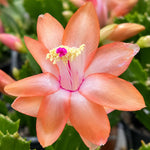 2PPP Salmon Christmas Cactus Live Plant, Holiday Flowering, 3 Inches Pot