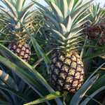2 Pineapple Plants Live 4 to 7 Inch Tall, Sweet Pineapple Trees Live Plants, Cold Hardy Pineapple Fruit Trees (White Jade Pineapple)
