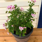 2 Live Citronella Plants, Perennial Fragrant Citronella Herbs, 4-7 Inches, Ready to Grow Indoor Outdoor