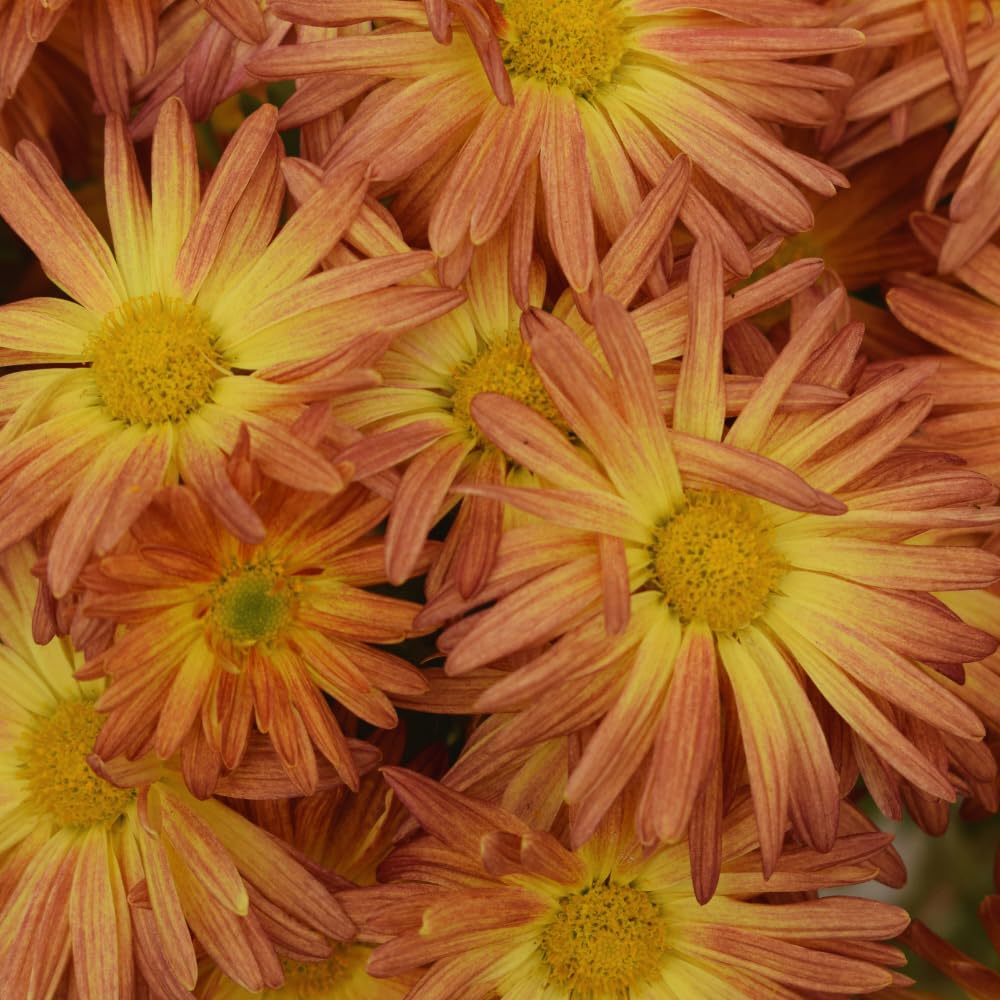 Chrysanthemum Flower Plant, Apricot Mums Plant Live for Gardening, 5 to 7 Inc Tall Well Rooted Mum Live Plant