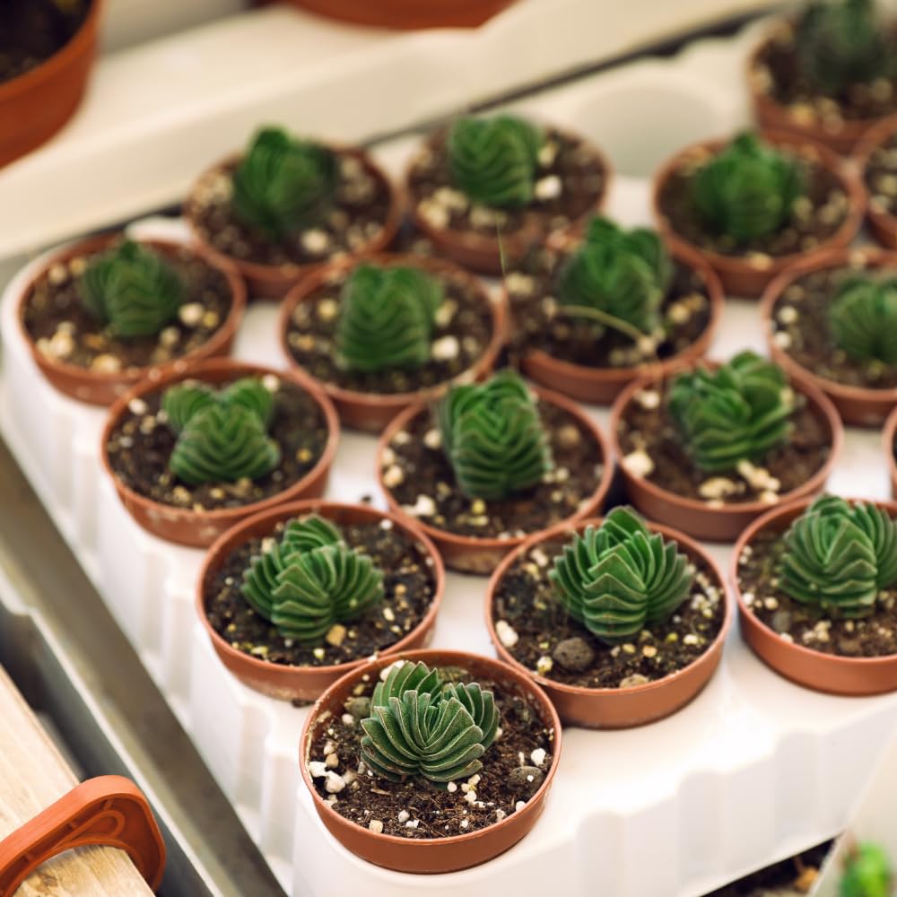 Live Succulent Crassula, Set 2 Crassula Well Rooted in 3.25 Inches Pot, Houseplant for Home Office Decor