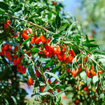 Set 6 Red Goji Berry Plants Cuttings, 8-10 Inches Tall Fruit Berry Bush Plant Cutting for Planting, Unrooted