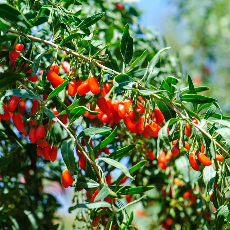 Set 6 Red Goji Berry Plants Cuttings, 8-10 Inches Tall Fruit Berry Bush Plant Cutting for Planting, Unrooted