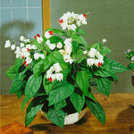 2 Clerodendrum Live Plants, Clerodendrum Thomsoniae White Blooms, 5-9 Inc Tall