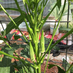 Okra Plants Live in One Pot, 3-5 Inch Tall, Live Okra Plant, Vegetable Plant Outdoor Garden, Well Rooted Seedling