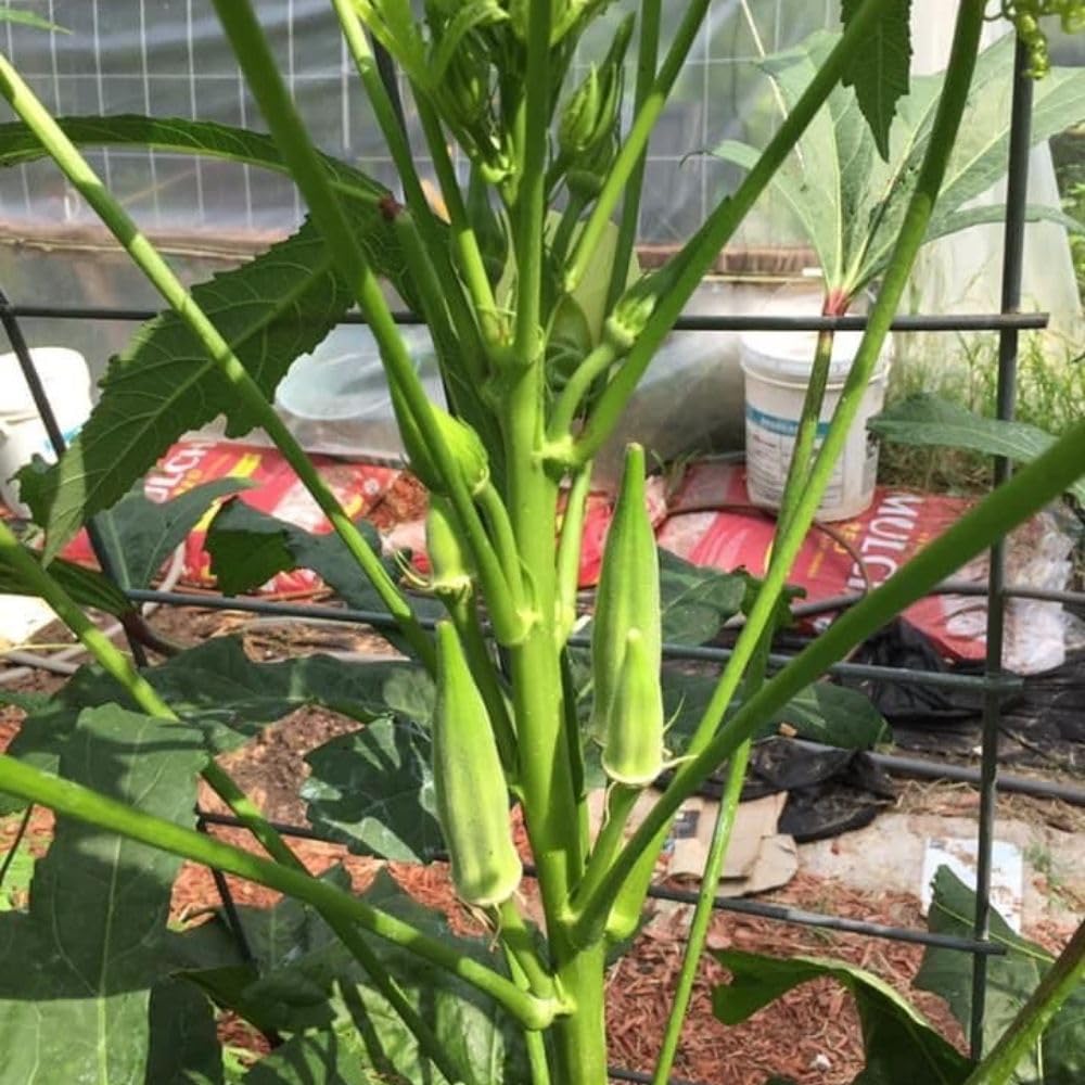 Okra Plants Live in One Pot, 3-5 Inch Tall, Live Okra Plant, Vegetable Plant Outdoor Garden, Well Rooted Seedling