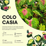 Colocasia Esculenta, Colocasia Live Plant, Elephant Ears Live Plant, Esculenta Taro Live Houseplant, 5-8 Inc Tall, No Pot (Rare Colocasia)