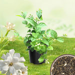 2 Gardenia Jasmine Plants Live, Climbing Jasmine Indoor Outdoor Live, Fragrant, 5-9" in Tall, No Pot, Hardy and Fast-Growing