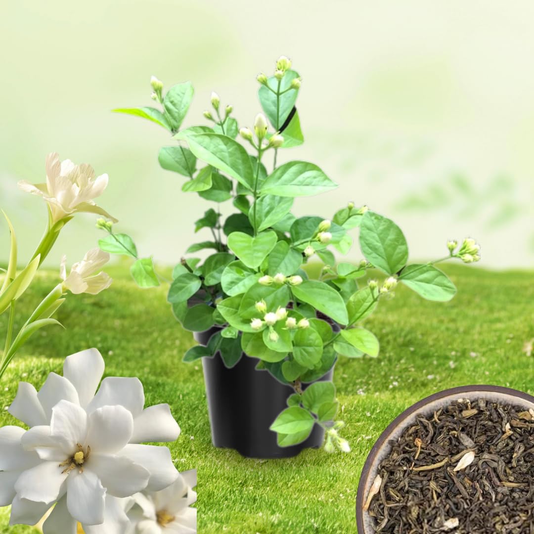 3 Climbing Jasmine Live Plants for Indoor Outdoor Planting, Gardenia Jasmine Plants Live, Fragrant, 5-8" in Tall, Hardy