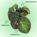 Begonia Live Plant, Begonias Live Plant, Rare Begonias Plants, 5-7 Inches in Height for Indoor Houseplant (Trailing Begonia)