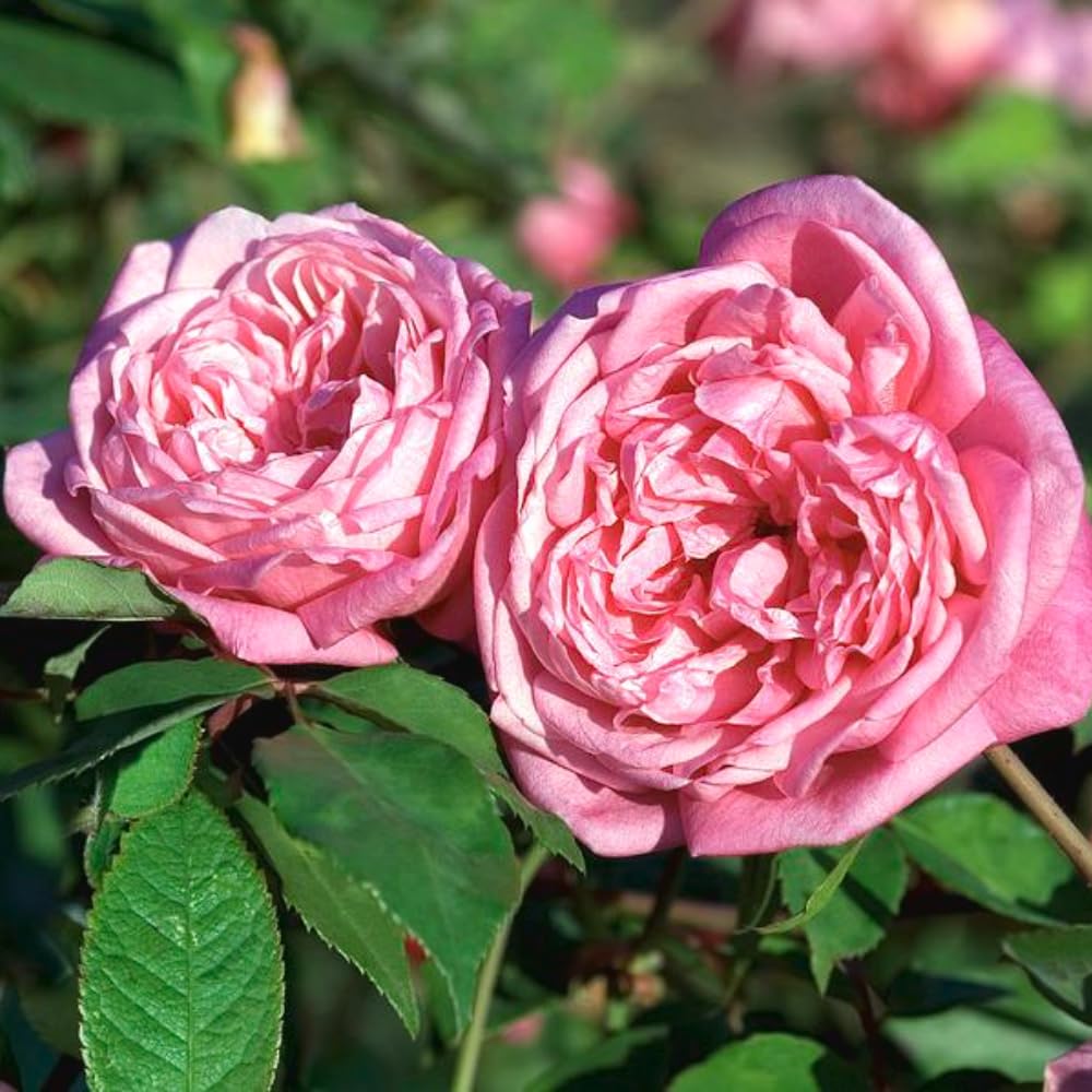 Rose Bush Live Plant, Fragrant Hybrid Tea Rose Flowers Well Rooted Plant, 5-10 Inc Tall for Planting Indoor Outdoor (Red Pink Rose)