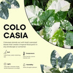 Colocasia Esculenta, Colocasia Live Plant, Elephant Ears Live Plant, Esculenta Taro Live Houseplant, 5-8 Inc Tall, No Pot (Rare Colocasia)