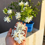 2 Belle of India Jasmine Plants Live, Climbing Jasmine Indoor Outdoor Live, Fragrant, 5-9" in Tall, No Pot, Hardy and Fast-Growing