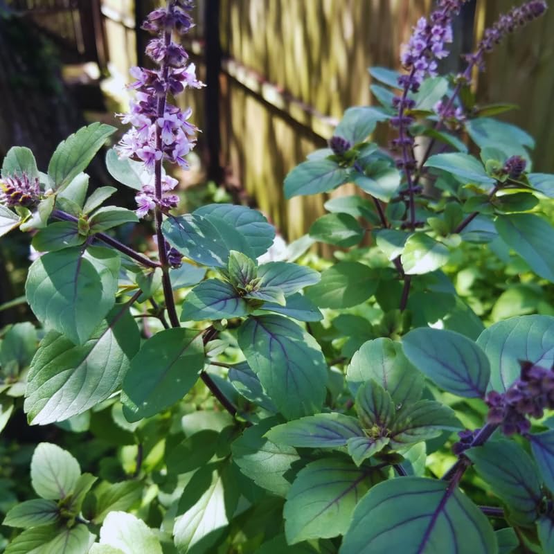 African Blue Basil Live Plants, 4 Plants from 3'' Tall, 2 Plants per Pot, Basil Live Plants