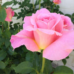 Rose Plant Live, Rose Bush Live Plant, Fragrant Flowers Ready to Plant, 5-9 Inch Height, Well-Rooted, No Pot (Rare Pink Rose)