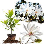 Star Magnolia Tree Live Plant in 2.5 Inches in Pot, Starter Plant, Fragrant Perennial Ornamental Plants Shrub for Outdoor Garden