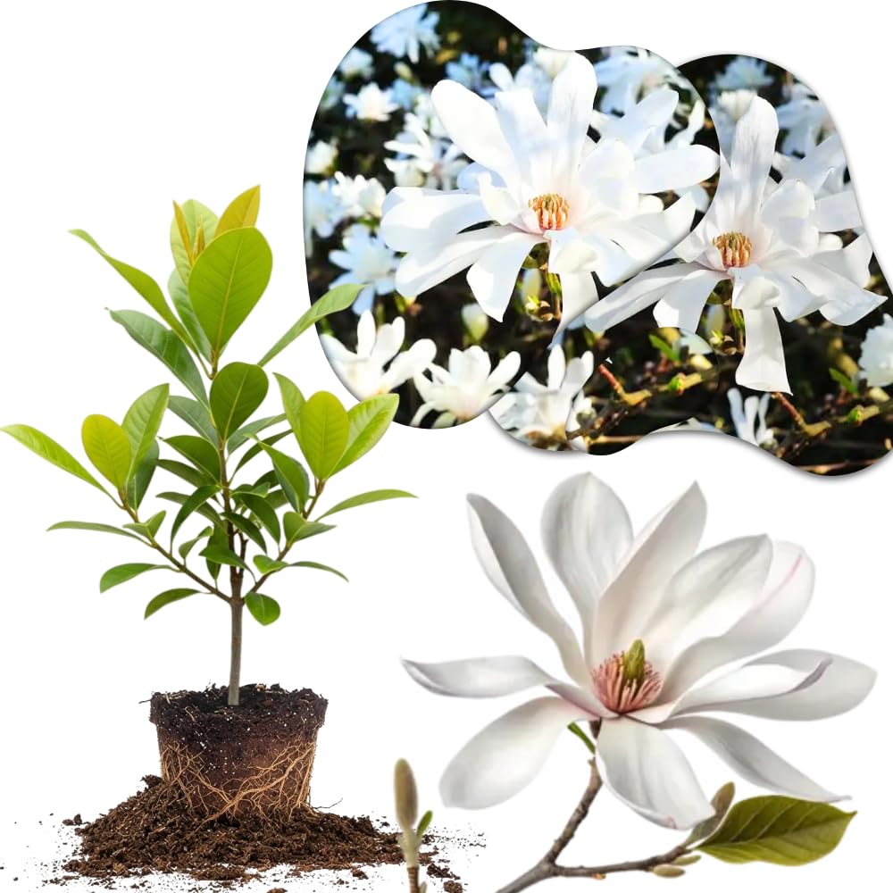 Star Magnolia Tree Live Plant in 2.5 Inches in Pot, Starter Plant, Fragrant Perennial Ornamental Plants Shrub for Outdoor Garden