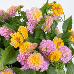 2 Lantana Plants Live, Lantana Live Plants for Planting Outdoors, Trailing Lantana Plants Live, 5 to 7 Inc Tall (Rose)