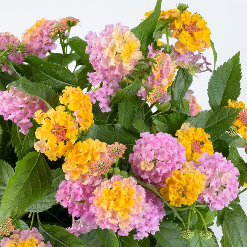 2 Lantana Plants Live, Lantana Live Plants for Planting Outdoors, Trailing Lantana Plants Live, 5 to 7 Inc Tall (Rose)