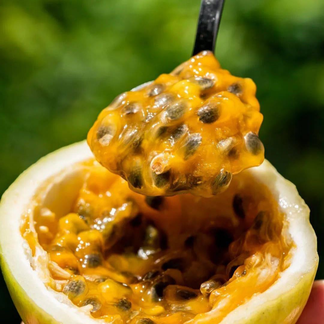 Passion Fruit Tree Live Plant, Yellow Passionfruit Vine Plant Live, Passion Fruit Live Plant for Garden 5 to 8 Inc in Height