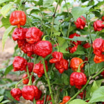 Set 4 Assorted Pepper Live Plants, 90 Days Old Super Pepper Live Plant for Summer Planting (Carolina Reaper Pepper)