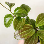 Hoya Quinquenervia Live Plant, Hoya Live Houseplant, Large Leaves, 4-6 inches Tall for Indoor Growing