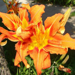 Set 10 Double Orange Daylily Bulbs for Planting, Hardy Perennial Lily Roots for Colorful Summer Blooms