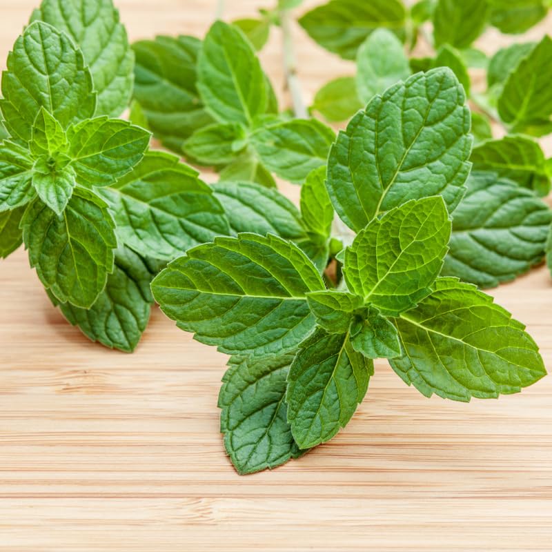 Mint Herb Plant Live, Well Rooted Mint Plants for Growing Indoor Outdoor 4-7 Inches - Spearmint