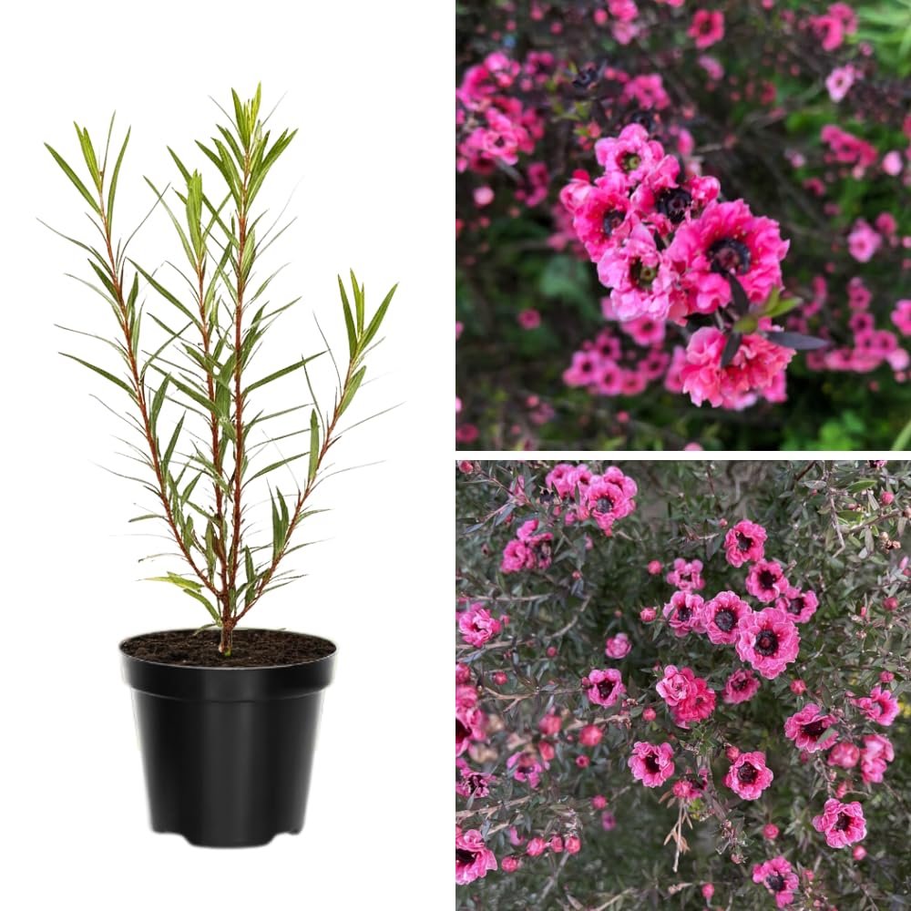 Leptospermum Tree Live Plant, 5 to 7 Inc Tall, Manuka Tea Tree Plant, Shrub Plants for Gardening