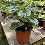 Peperomia Watermelon Plant Live, Peperomia Houseplant, Green Foliage, 5-7 Inches in Height for Indoor Planting
