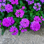 Verbena Plant in 4 Inch Pot, 4 to 6 Inch Tall Hardy Purple Verbena Flower Plants Live for Planting Outdoor