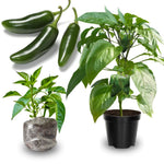 2 Plants Jalapeno Pepper Live Plants Per Pot, 100 Days Old Pepper Plant Well Rooted Seedlings, Hot Peppers for Year Round Harvesting