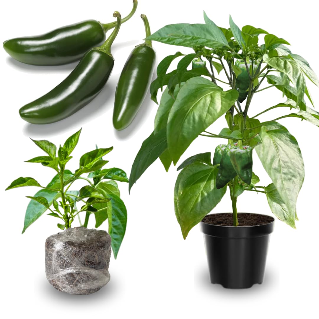 2 Plants Jalapeno Pepper Live Plants Per Pot, 100 Days Old Pepper Plant Well Rooted Seedlings, Hot Peppers for Year Round Harvesting