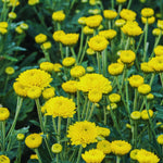 2 Mums Plants Live, Yellow Chrysanthemum Plants Live, 5 to 7 Inc Long, Chrysanthemum Flower Live Plant Mum Live Plant