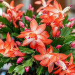 2PPP Orange Christmas Cactus Live Plant, Holiday Flowering, 3 Inches Pot