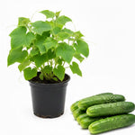2 Cucumber Plants Live for Planting, Live Cucumber Plants for Planting, Vegetable Plant, 3 to 5 Inches Tall