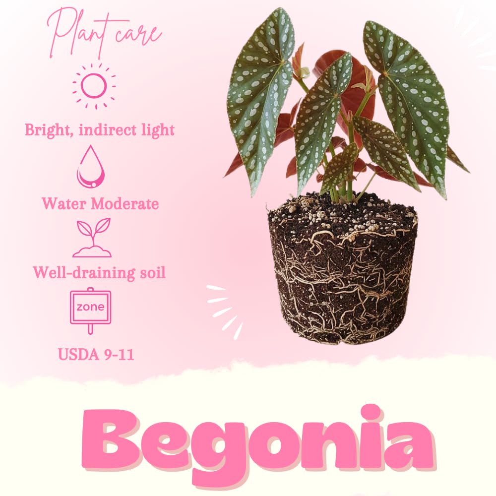 Begonia Live Plant, Begonias Live Plant, Rare Begonias Plants, 5-7 Inches in Height for Indoor Houseplant (Polka Dot Angel Wing Begonia)