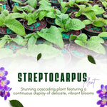 Streptocarpus Live Plant in 3.25" Pot, 5-8" False African Violet Ladyslipper Primose Plant for Spring Planting, Indoor Outdoor Home Décor (Blue White)