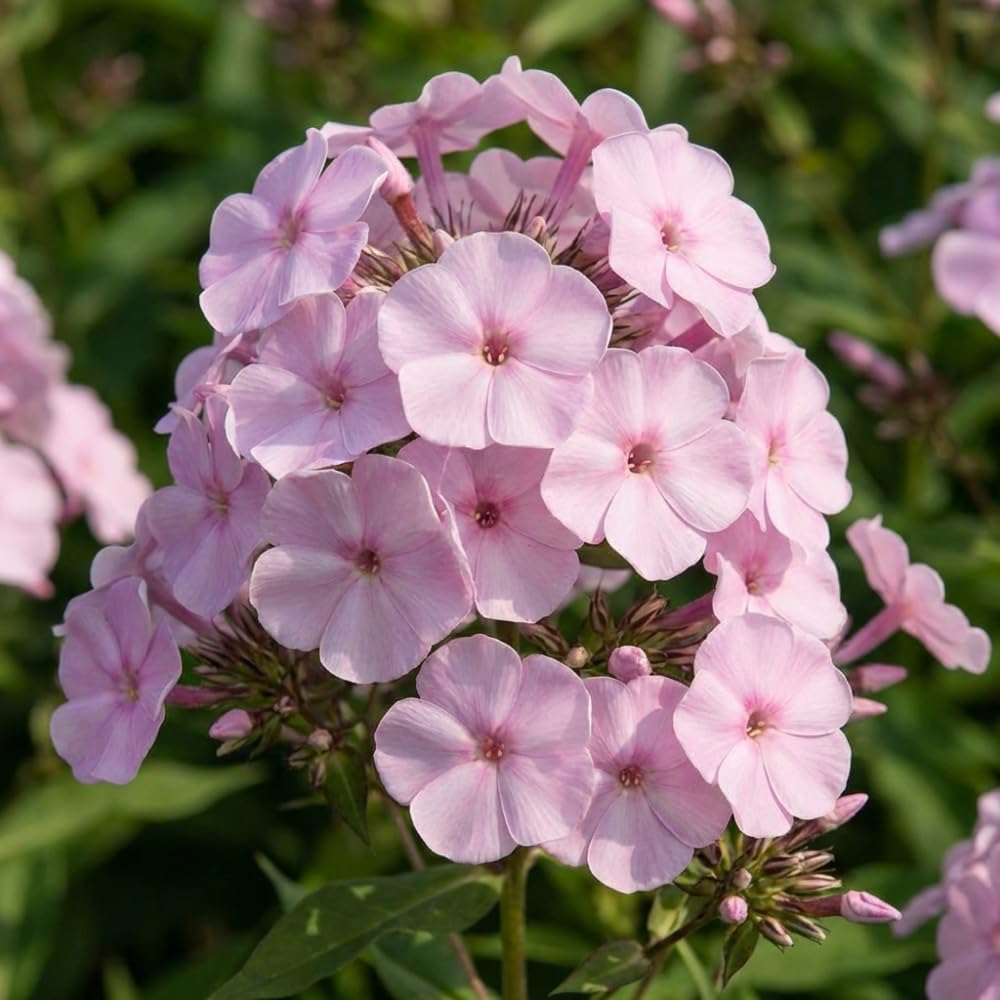 Phlox Plant, Soft Pink Phlox Plant in Plug, 2-3 Inches Tall, Hardy Perennial Flower for Outdoor Garden
