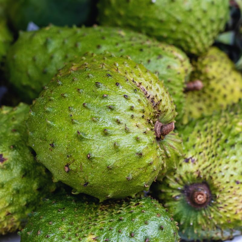 Soursop Plant Live, Guanabana Tree Live Plants, 5 to 8 Inc Tall, Soursop Tree Live Plant, Gardening Outdoor