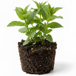 Red Bee Balm Live Plant, 2-5" Tall Monarda Flower Starters, Rooted in Soil, No Pot, Bee Balm Flower Plant Perennial, Outdoor Garden Herb, Easy to Grow