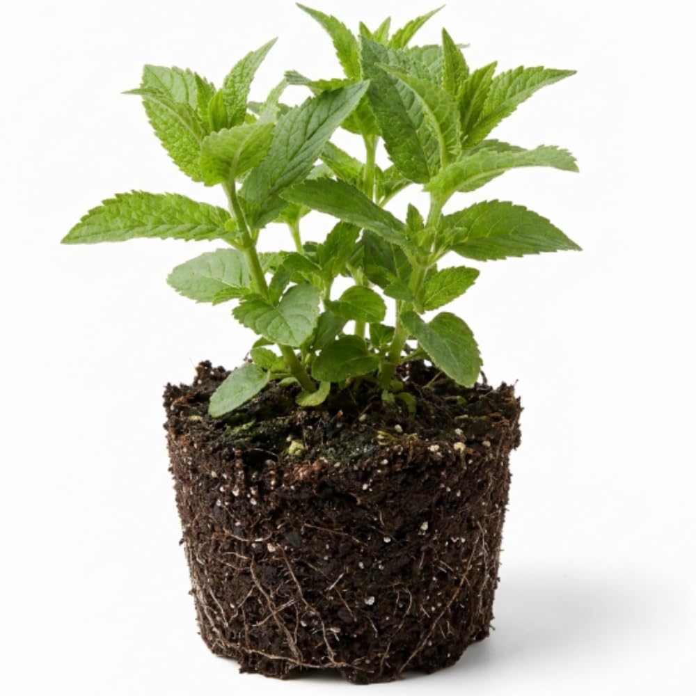 Red Bee Balm Live Plant, 2-5" Tall Monarda Flower Starters, Rooted in Soil, No Pot, Bee Balm Flower Plant Perennial, Outdoor Garden Herb, Easy to Grow