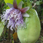 Giant Passion Fruit Plant Live, Tropical Fruit Vine for Planting, 5-10" Tall, Sweet Edible Fruits