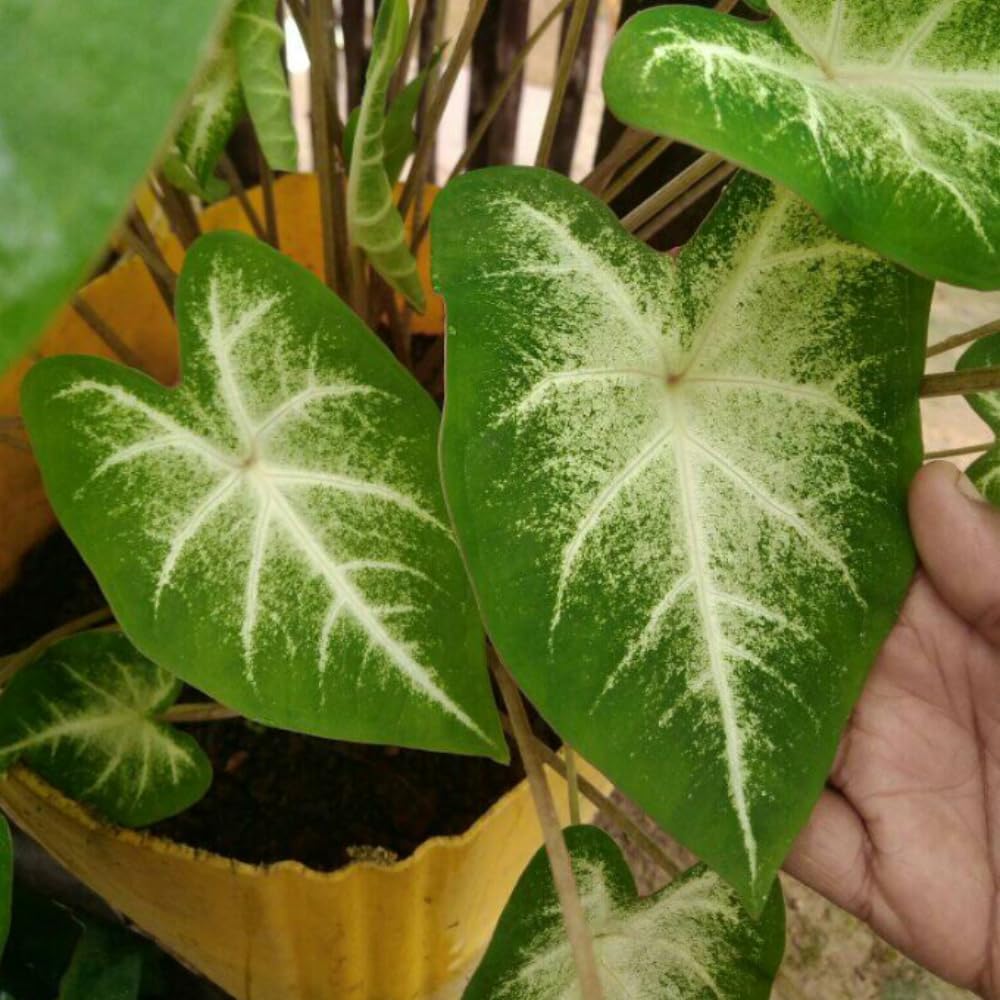 Set 2 Caladium Plants, Mix Caladium Houseplant Live 4-6 Inches Tall, Garden and Container Growing (Green)