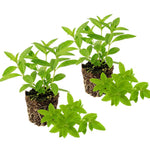 Set 2 of Lemon Verbena Plant Live, Fragrant Herb Shrub for Outdoor Gardening, Full Rooted from 2 to 5 Inches Tall
