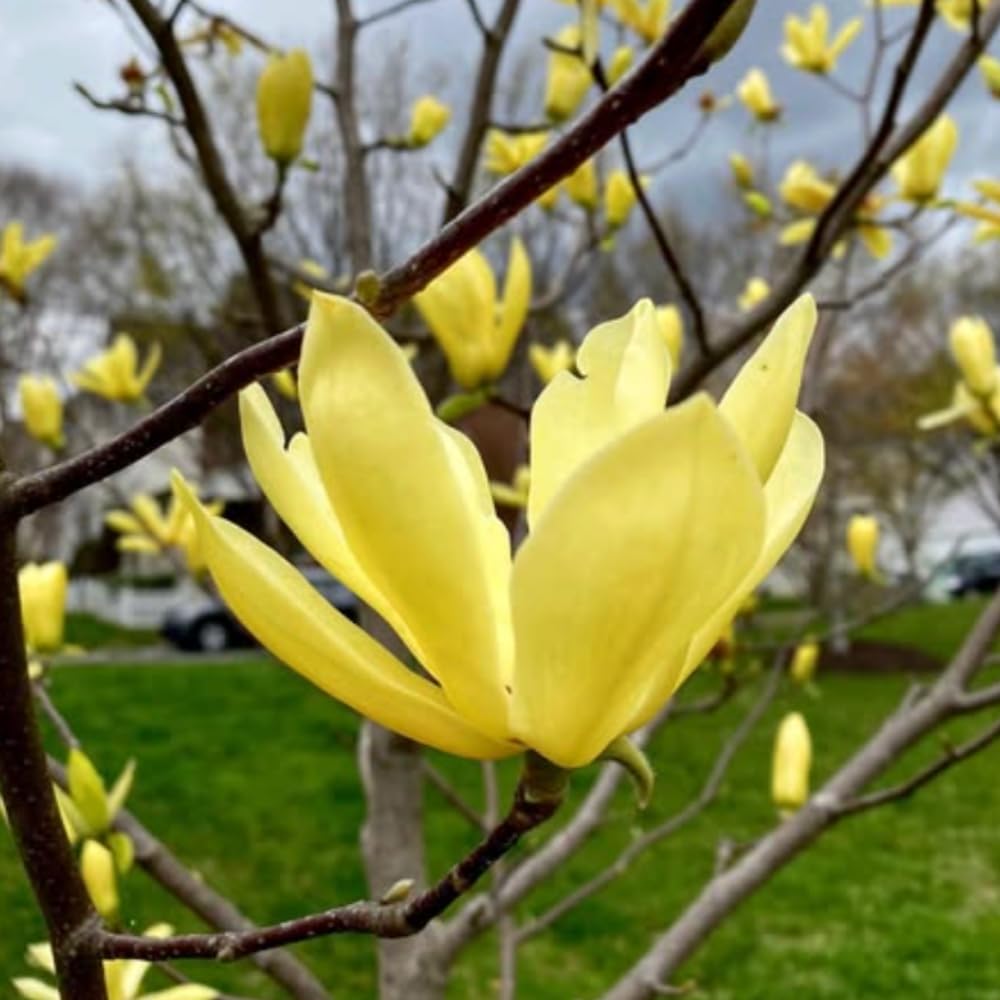 Magnolia Tree, Magnolia Flowering Shrub Bush in 2.5'' Pot, Well Rooted Magnolia to Grow in Container, Garden (Yellow Magnolia)