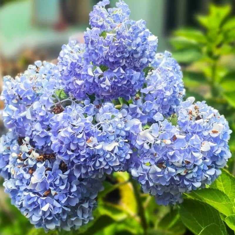 Blue Hydrangea Bushes Live Plant in 2.5'' Pot, Well Rooted Vibrant Hydrangea Tree Shrub 4-7 Inches for Planting