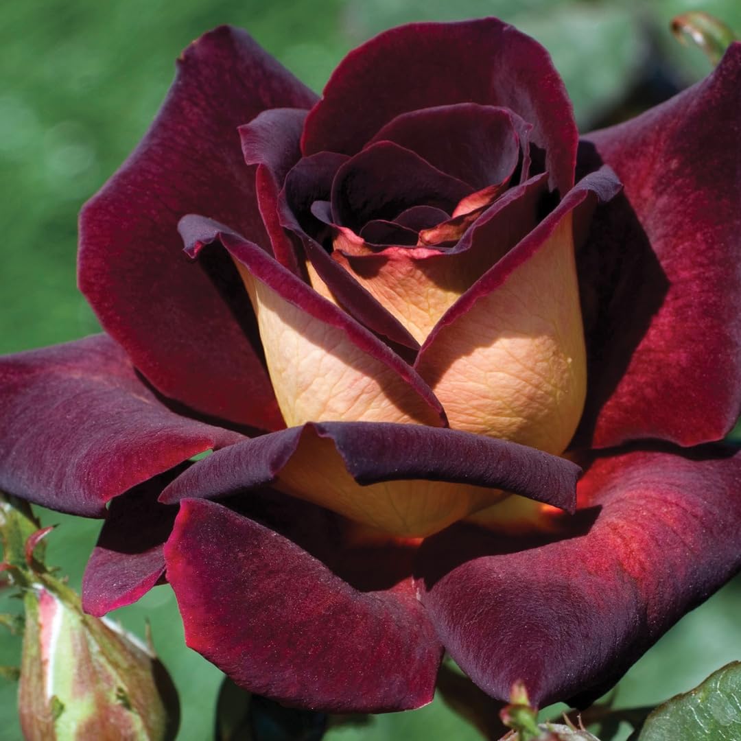 Climbing Rose Live Plant, 6 Months Old Starter, Fragrant Purple Climbing Roses for Planting Outdoor, No Pot (Dark Night)